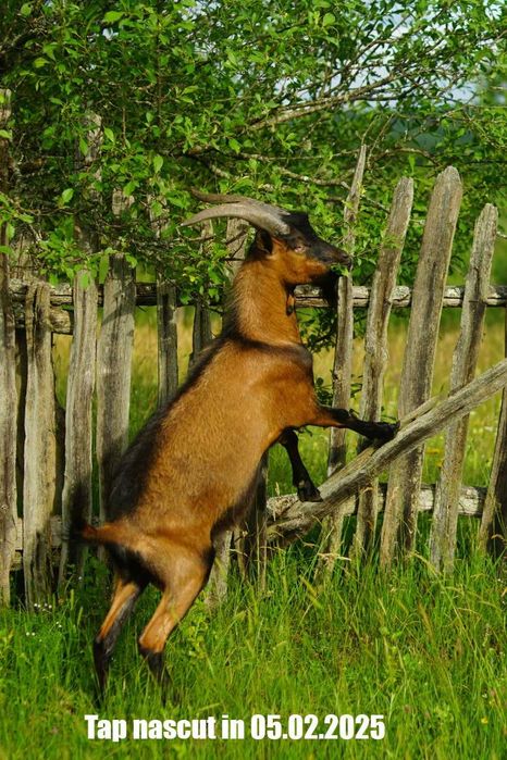 Schimb sau Vand  tap rasa Alpina Franceza -Genetica foarte buna