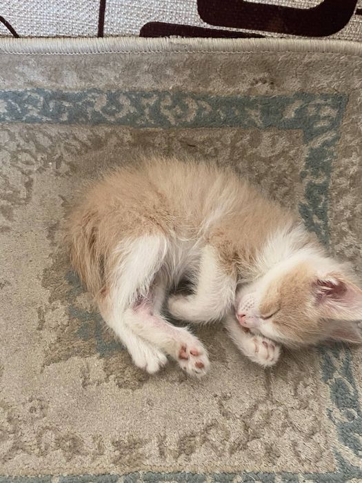 Отдаем милых котят