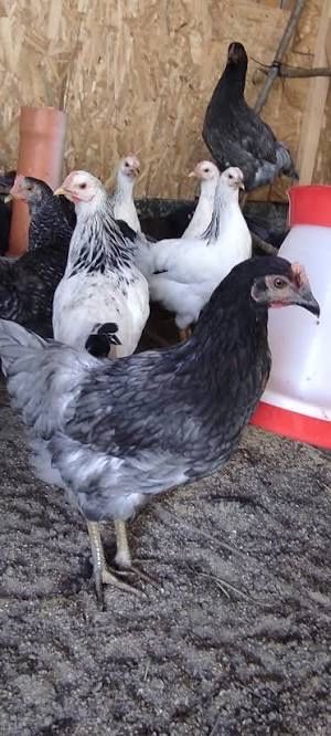 Ярки Доминант с.Ивански