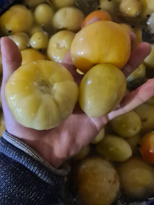 Gogonele  murate in saramura