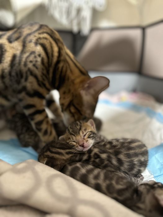 Бенгальские котята