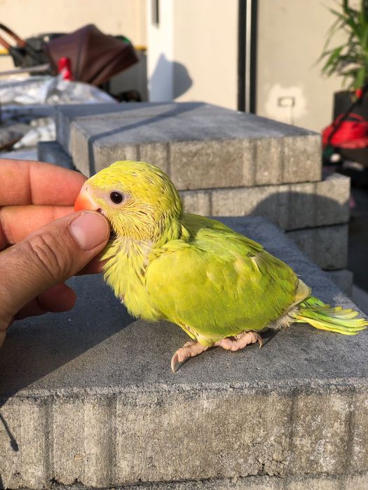 Papagali blanzi de la crescatorie pui Micul Alexandru Alexander