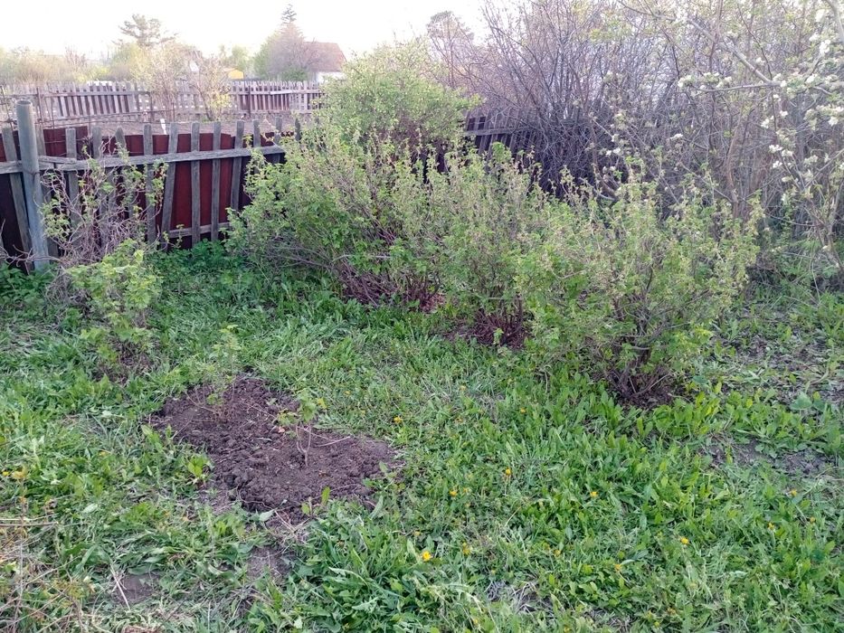 Продам дачу на Черёмушках