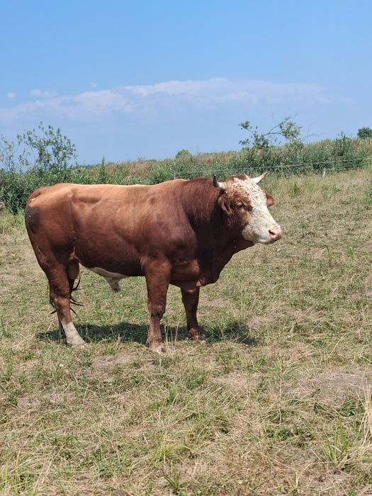 Vând taur pentru monta