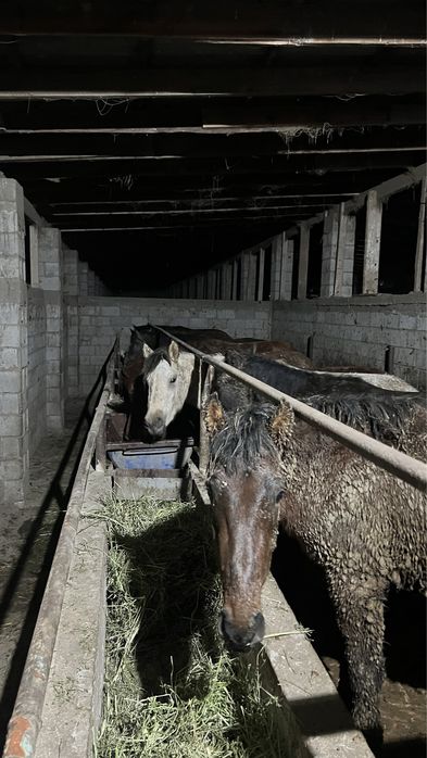 Соғым саттылады!