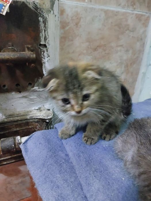 Котята в хорошие,добрые руки