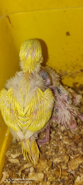 Вълнисти папагалчета