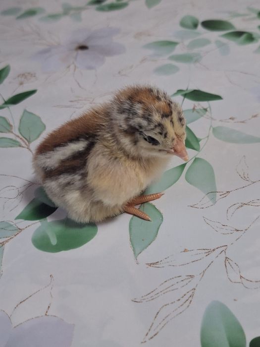 Продам цыплят несушки