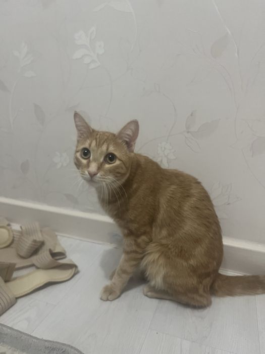 Шотландский прямоухий кот