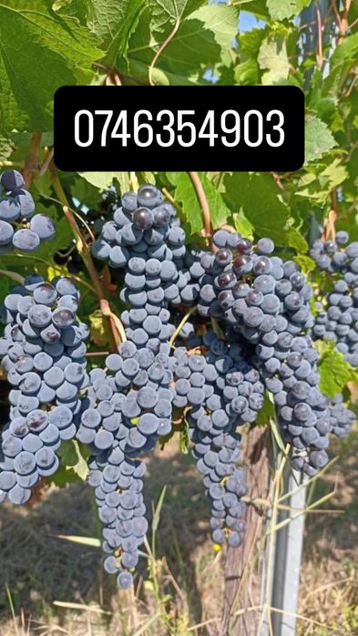 Struguri de vin direct de la producator
