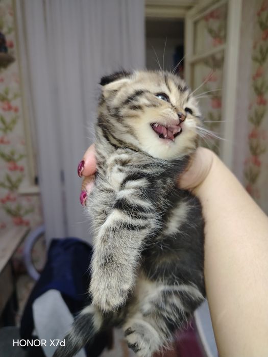 Продам котят страйт и фолд