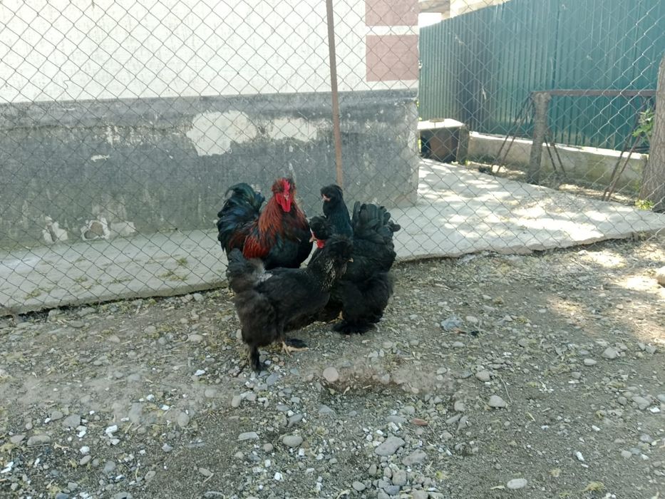 Продаётся семейка брамы