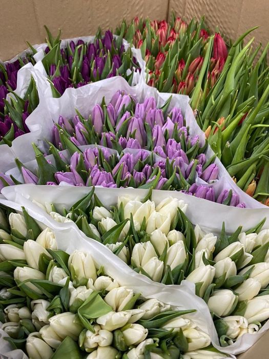 Тюльпаны свежие с луком