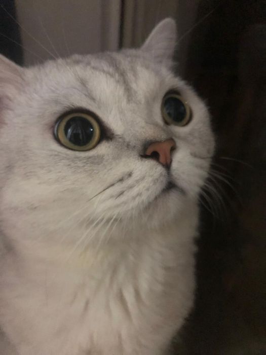 Кот британский 3 года