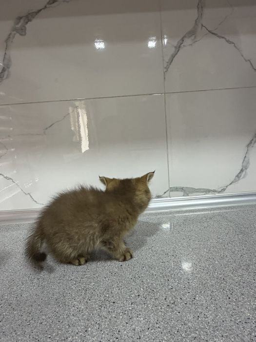 Zolataya shinshila toza nasl zot bollari