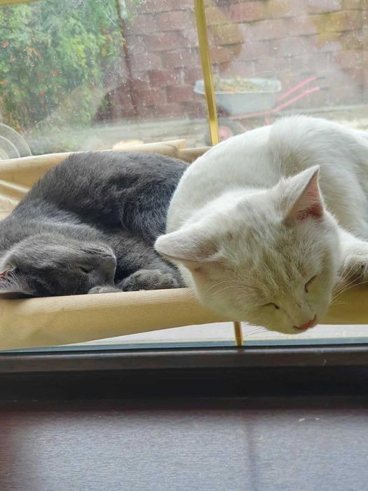 Котят в добрые руки