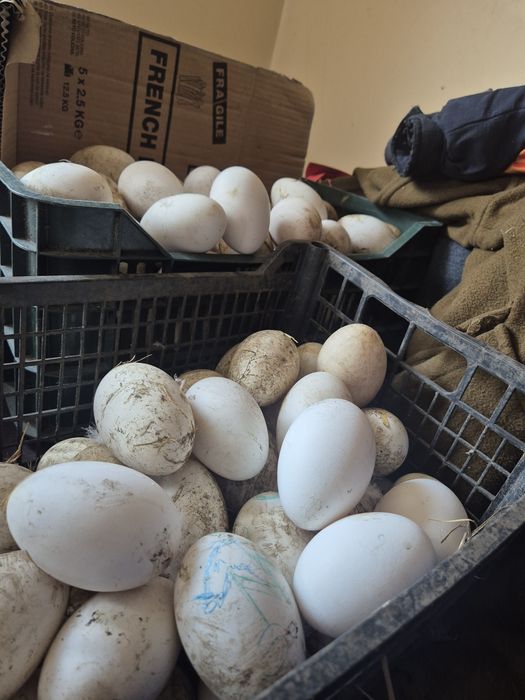 Oua de gasca de vânzare