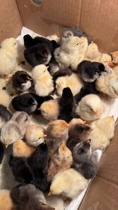 Продам цыплят цыплята