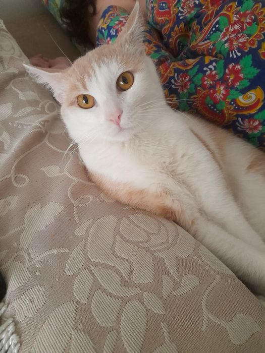 Рыжий котик в поиске семьи