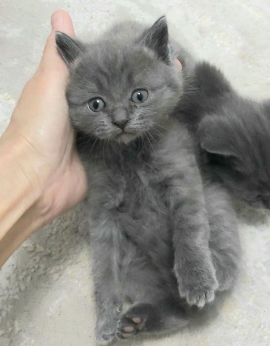 Шотландские котята