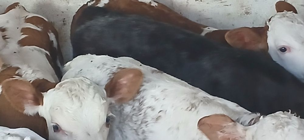 Vitei belgieni si baltata romaneasca