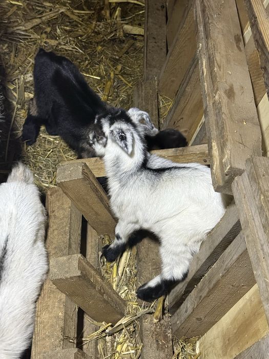 Capre si iezi de vanzare