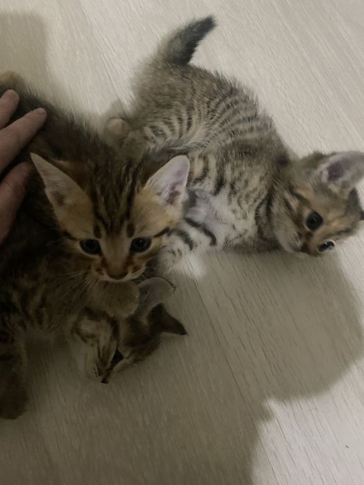 Отдам котят бесплатно