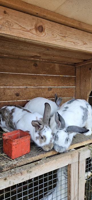 Iepurasi de vânzare