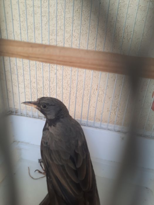 Тоти кушлар албинос