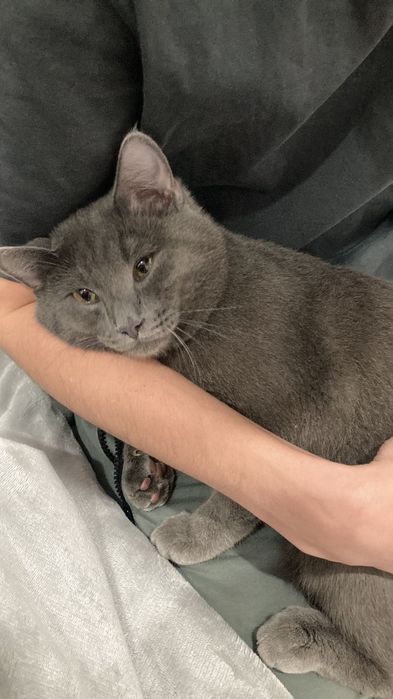 Кот приручиный к лотку