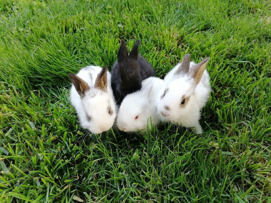 Quyon bolalari sotiladi