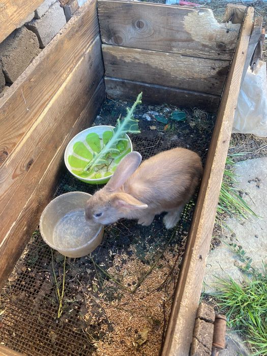 Продаю  кроликов.