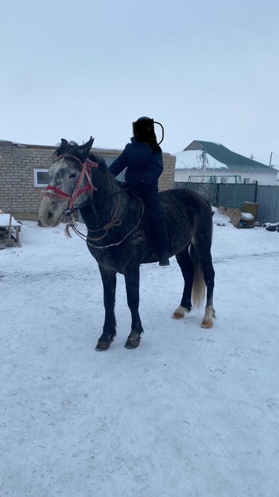 Жылқы Айғыр Конь