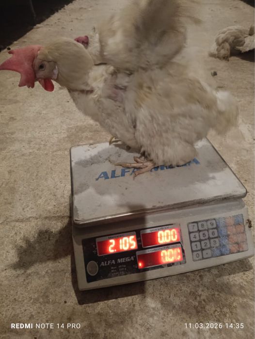 Несушка сатылымда