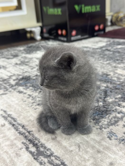 Продаетса котик! Мушук сотилади