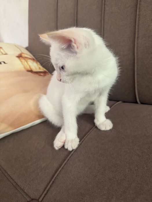 Отдам даром котенка