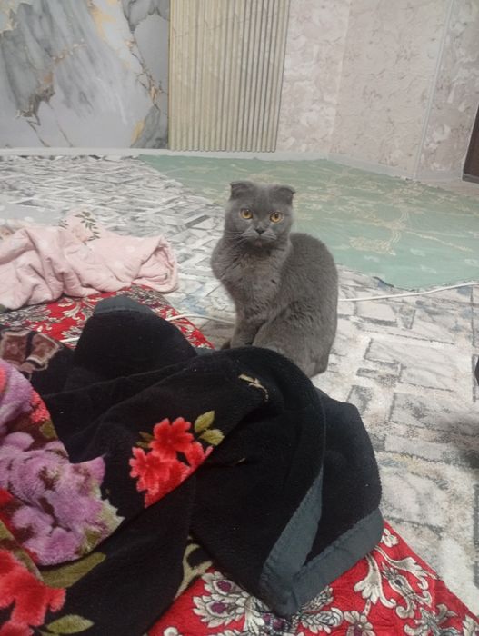 Пышык сатылады порода шотландский