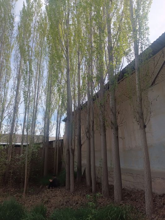 Terak daraxt O'zbek 30 ta