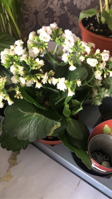 Продам или обмен