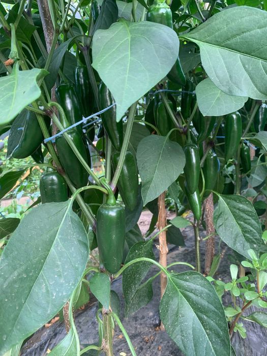 Ardei iute jalapeno