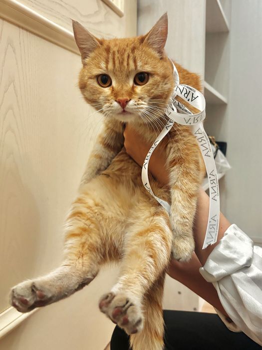 Рыжий кот ищет семью