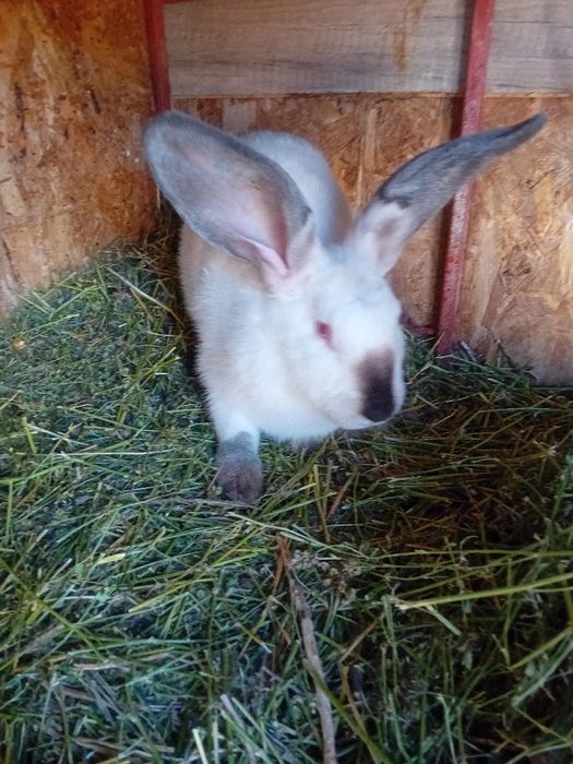 Uriaș de Transilvania