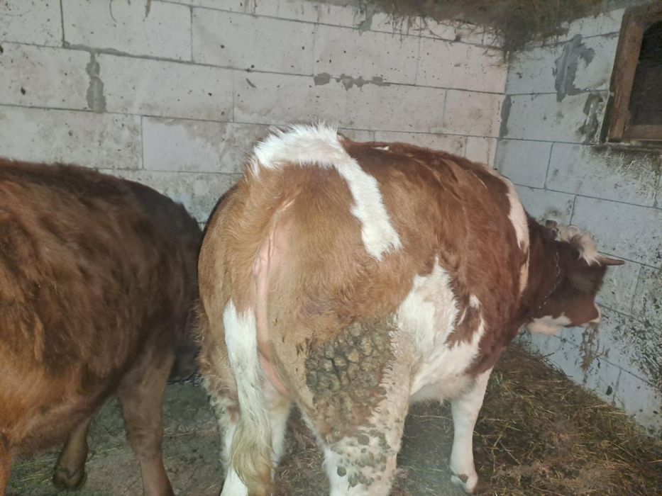 De vânzare două vițele