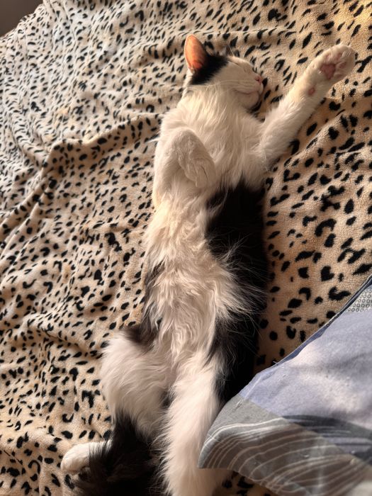 Ищу жениха своей девочке Полу Мейн Кун