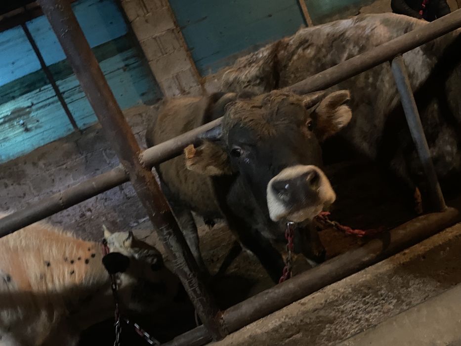 Продам бык. Бұқа сатылады