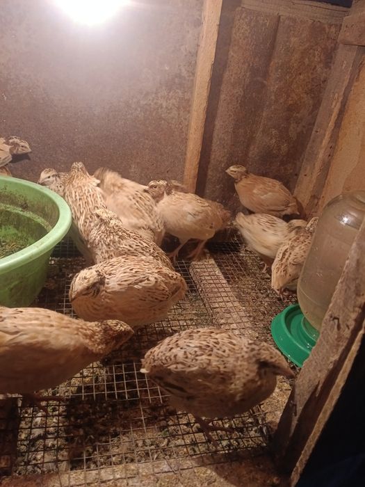 Продам молодых перепелов