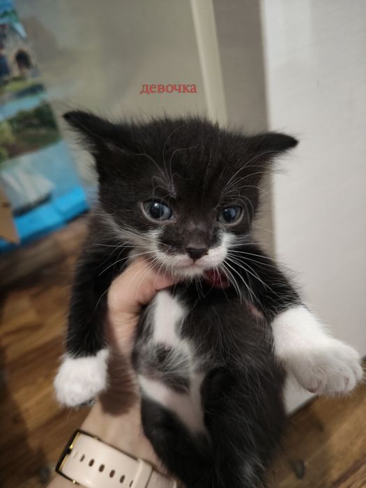 Отдам котят бесплатно