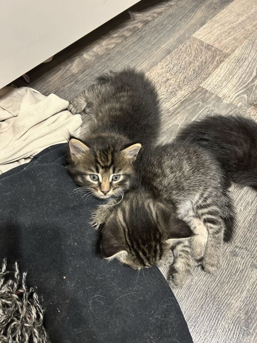 продам котят плродистых