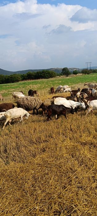 Продавам 60бр кози със 15бр ярета цена за всичко 5700евро