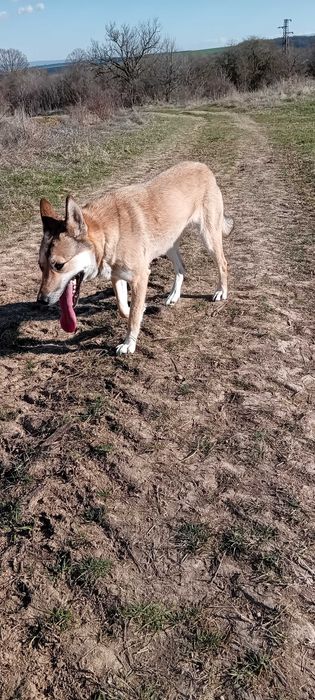 Подаряват се кученца